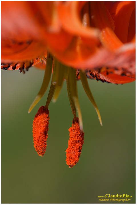 lilium pomponium, fiori di montagna, fiori della Liguria, alpi Liguri, appennino ligure, Val d'Aveto